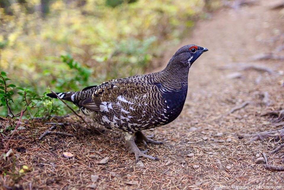 Канадская дикуша (spruce grouse), на тропе на пик Frosty Mountain, Manning Provincial Park, BC