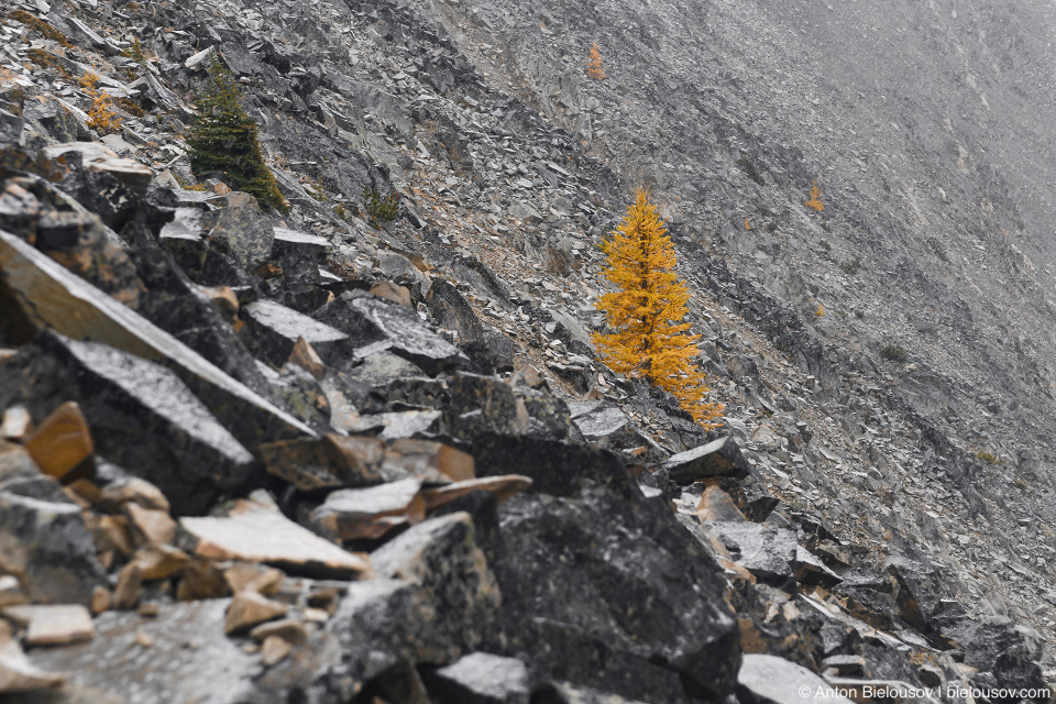 Желтые лиственницы на тропе на пик Mount Frosty, Manning Provincial Park, BC