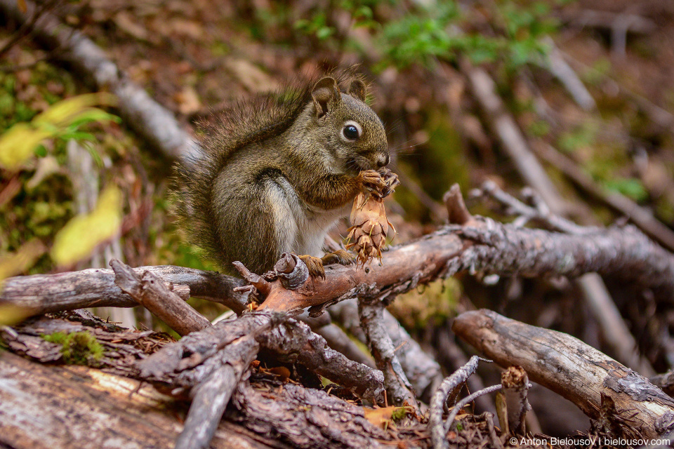 Douglas Squirrel