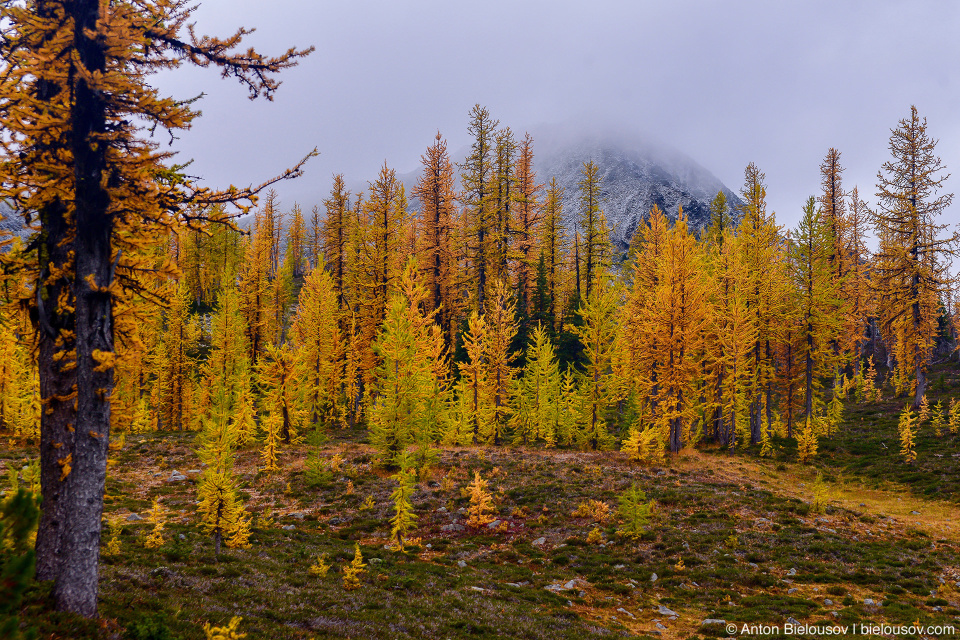 Желтые лиственницы на тропе на пик Mount Frosty, Manning Provincial Park, BC