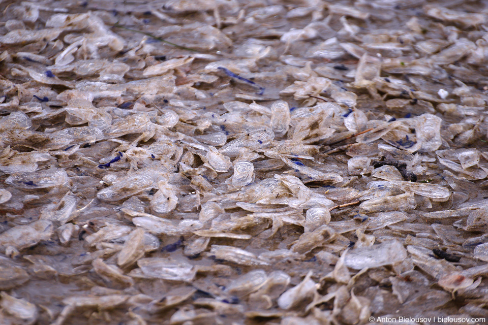 Velella velella, Cannon Beach, OR