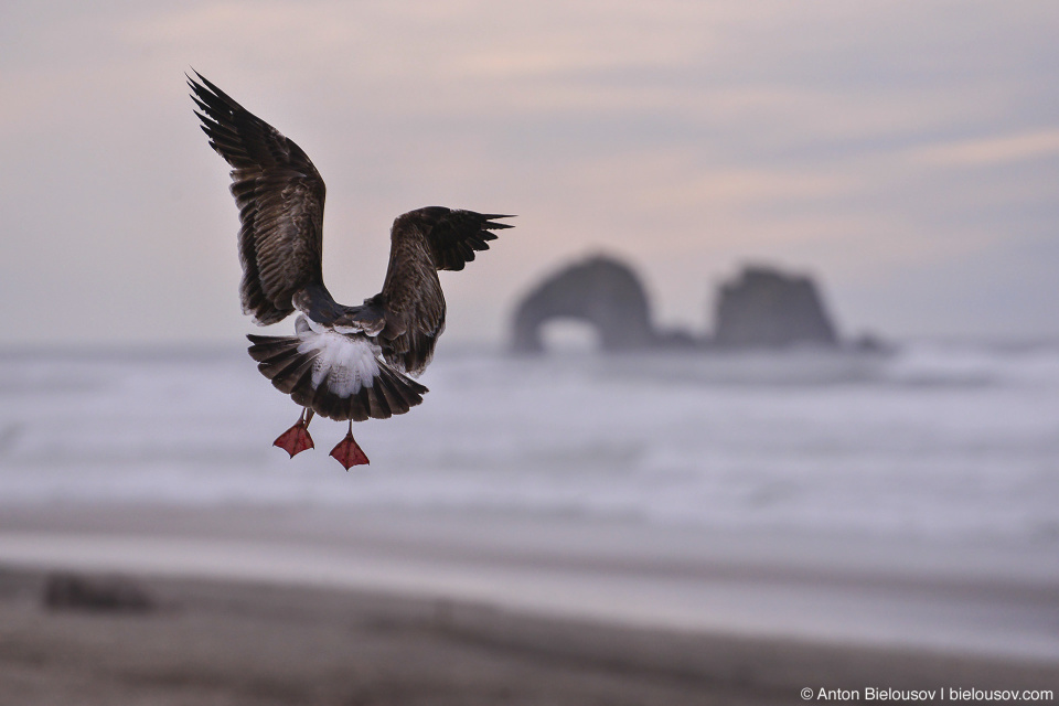 Twin Rocks, Rockaway Beach, OR