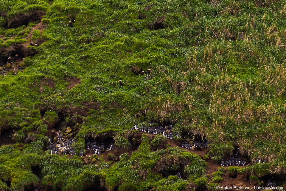 Tufted Puffins nesting at Haystack Rock, Cannon Beach, OR