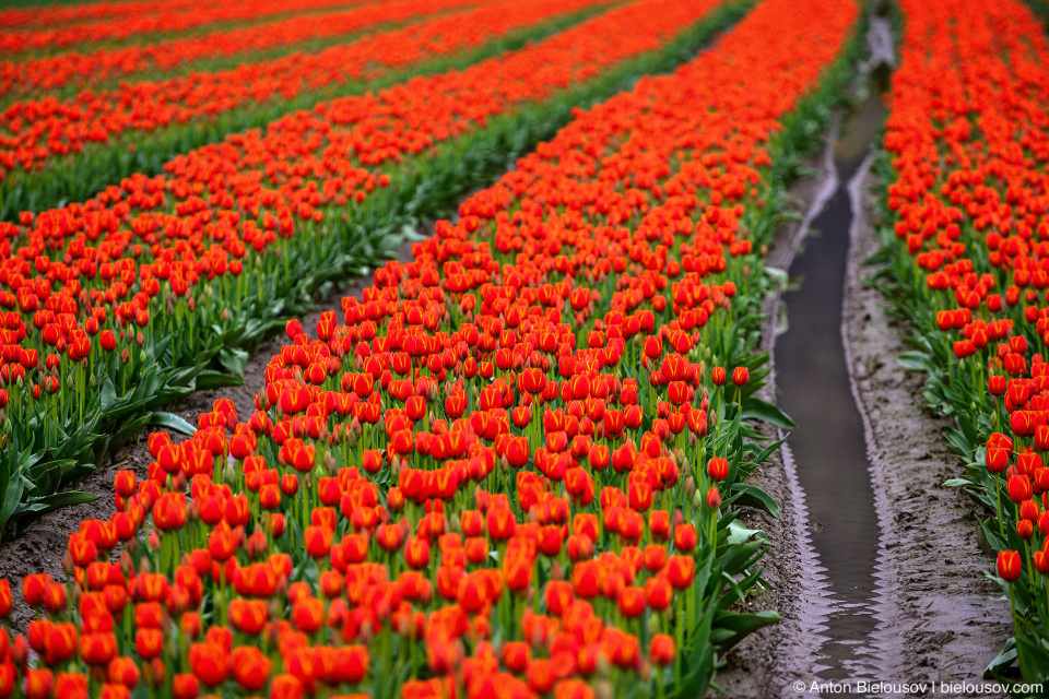 Tulips of the Valley, Chilliwack, BC