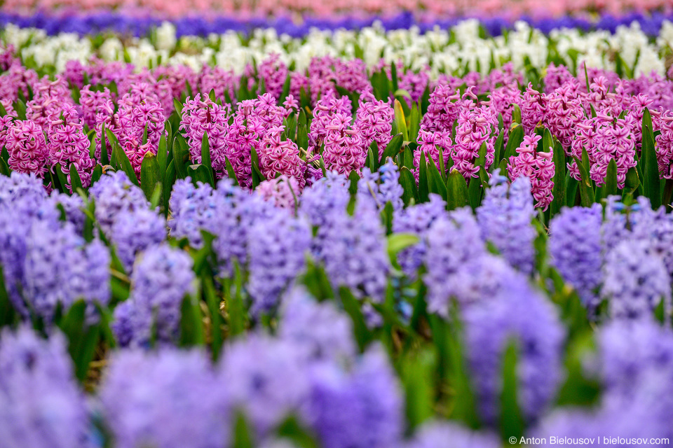 Tulips of the Valley, Chilliwack, BC