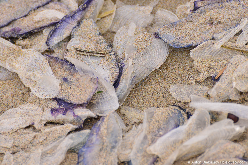 Velella velella, Cannon Beach, OR