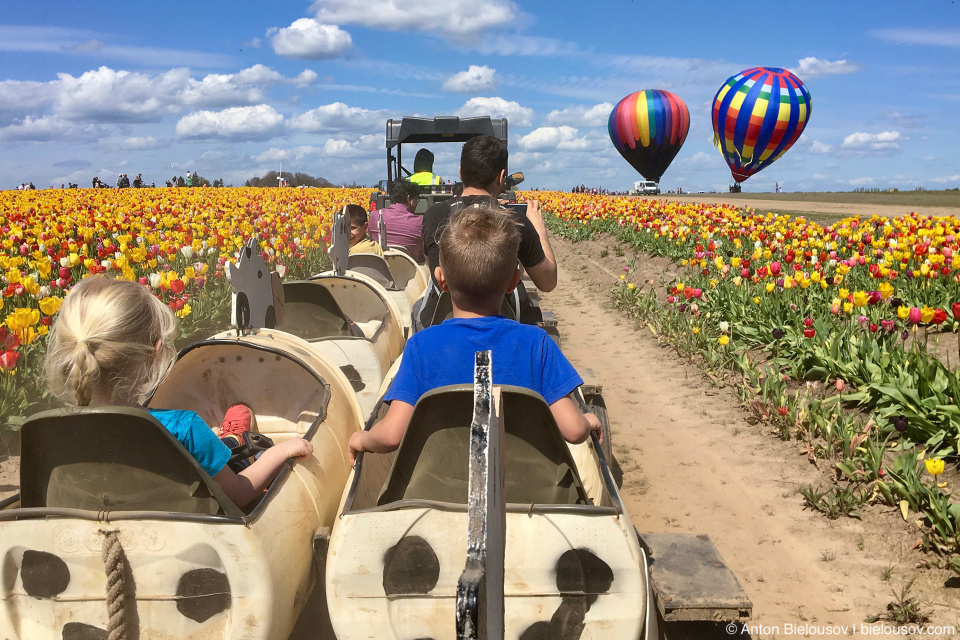 Rides at Wooden Shoe Tulip Fest