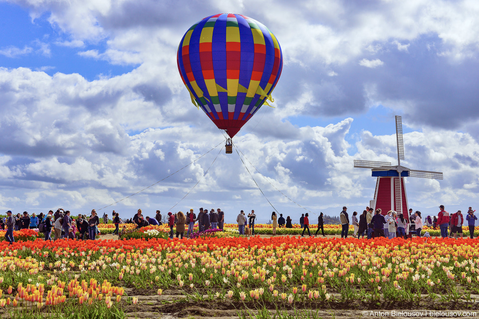 Hot air balloon at Wooden Shoe Tulip Fest