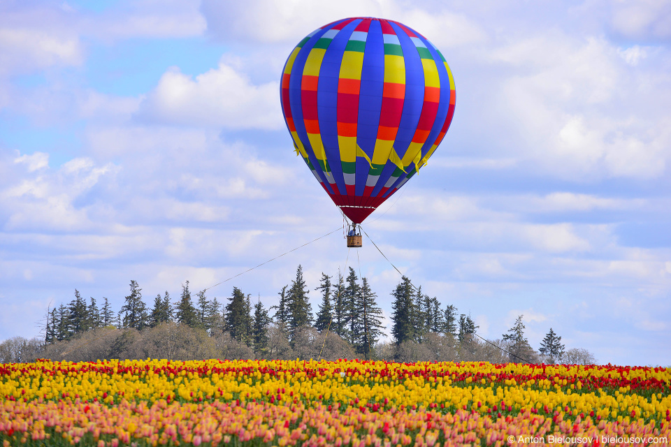 Hot air balloon at Wooden Shoe Tulip Fest