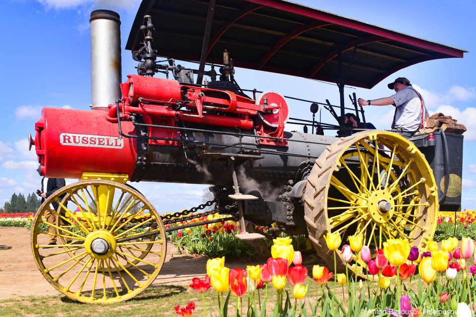 Steam tractor at Wooden Shoe Tulip Fest