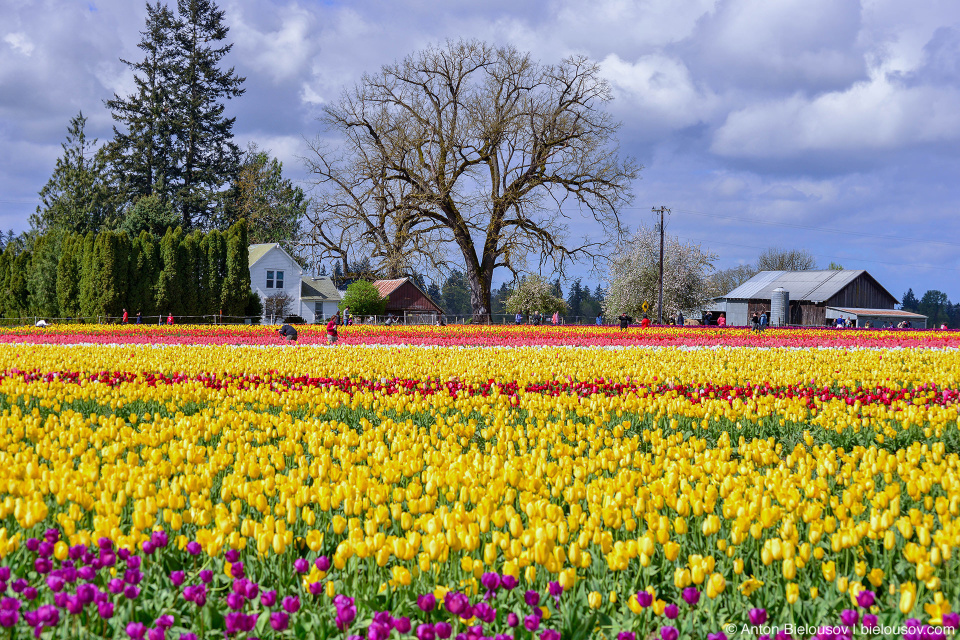 Wooden Shoe Tulip Fest