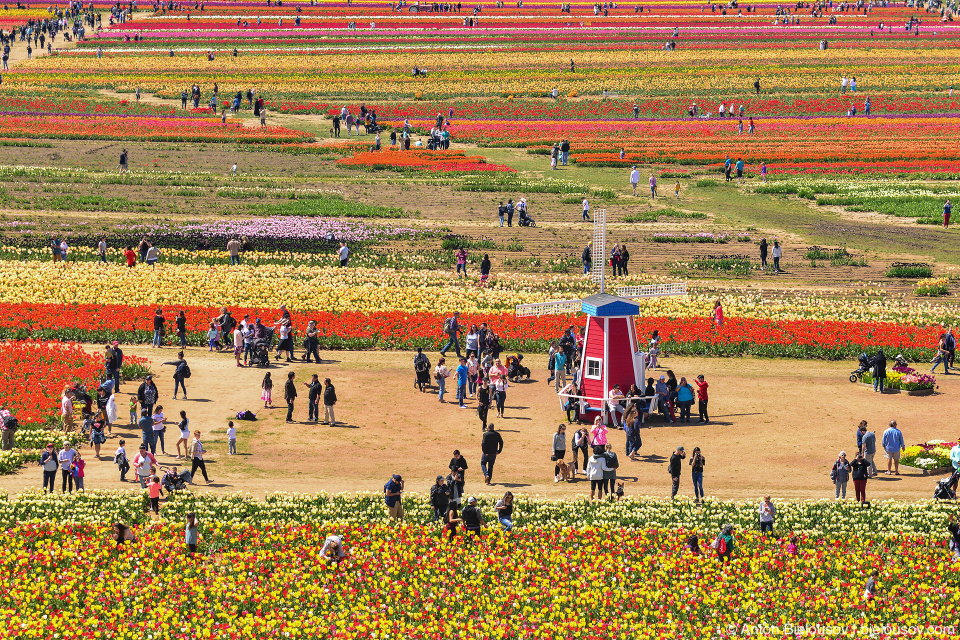 Wooden Shoe Tulip Fest from a Hot air balloon