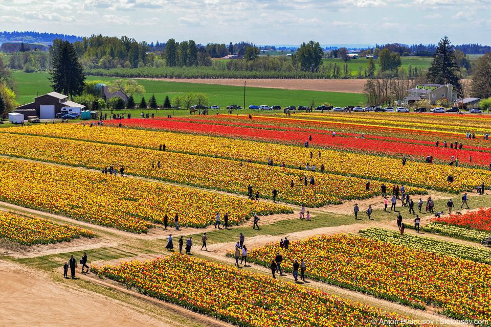 Wooden Shoe Tulip Fest from a Hot air balloon