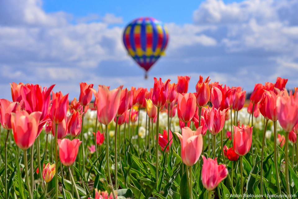 Hot air balloon at Wooden Shoe Tulip Fest