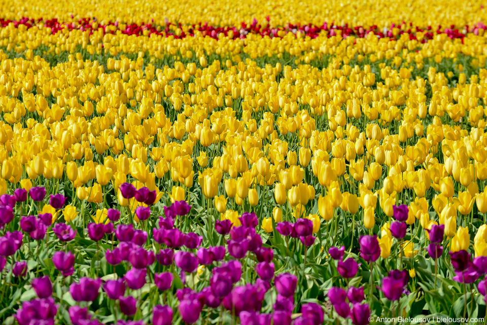 Wooden Shoe Tulip Fest