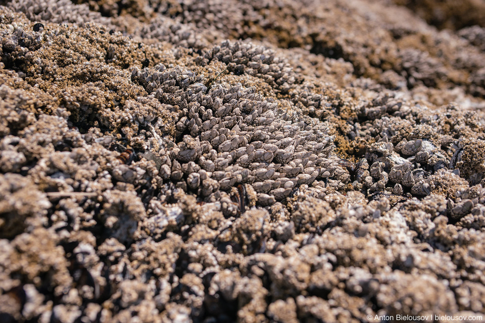 Barnacles covered Sea Stalk, Ruby Beach, Olympic National Park, WA