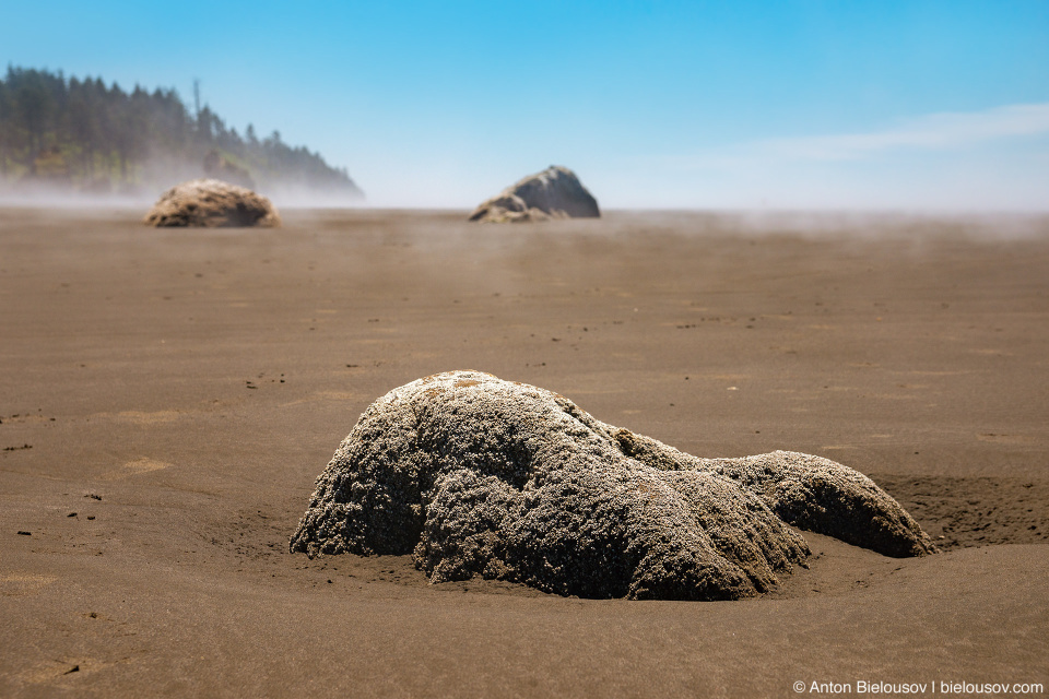 Barnacles covered Sea Stalk, Ruby Beach, Olympic National Park, WA