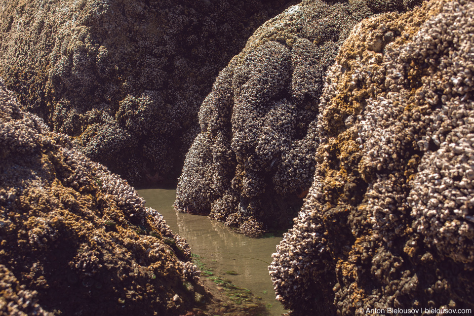 Barnacles covered Sea Stalk, Ruby Beach, Olympic National Park, WA