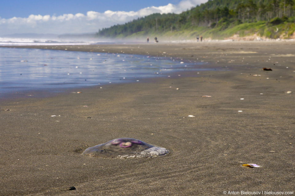 Jelly Fish, Kalaloch Beach, Olympic National Park, WA