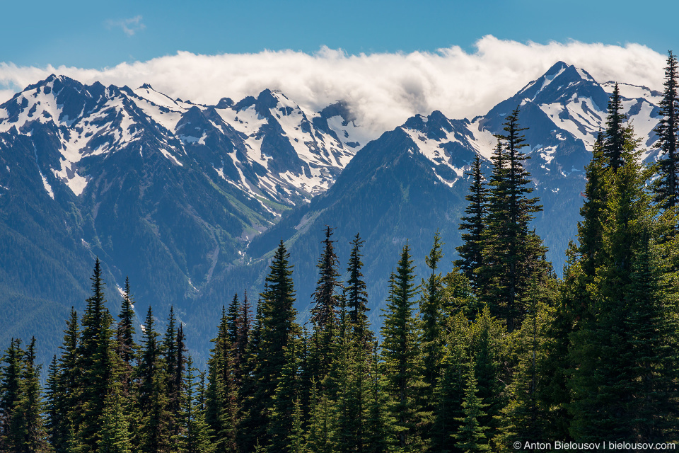 Hurricane Ridge, Olympic National Park, WA