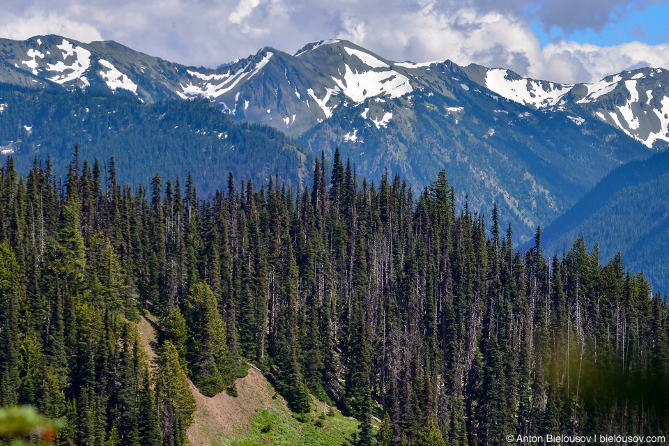 Hurricane Ridge, Olympic National Park, WA