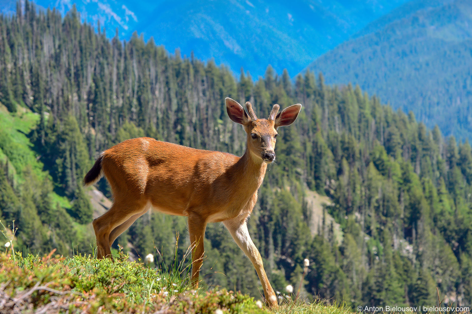 A deer at Hurricane Ridge, Olympic National Park, WA