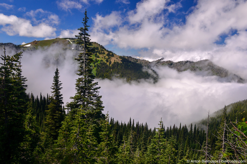 Hurricane Ridge, Olympic National Park, WA