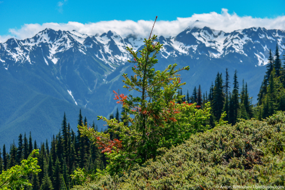 Hurricane Ridge, Olympic National Park, WA