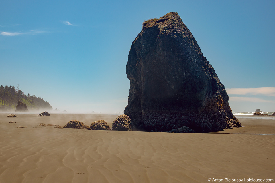 Sea Stalk, Ruby Beach, Olympic National Park, WA