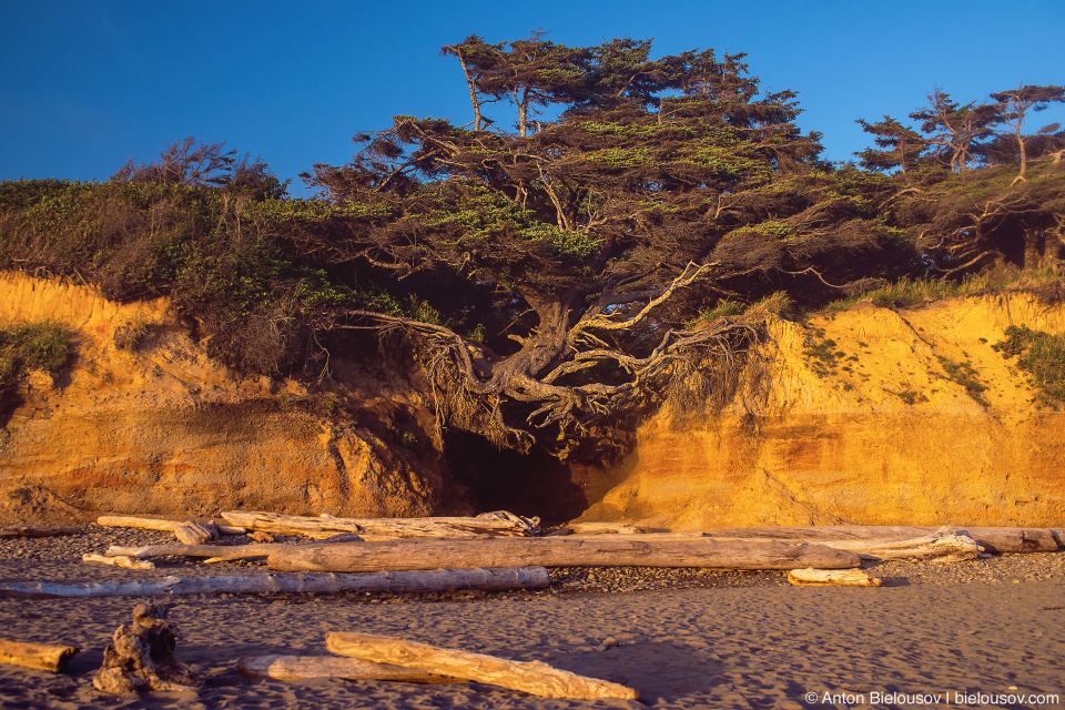 Tree of LIfe, Kalaloch Beach, Olympic National Park, WA