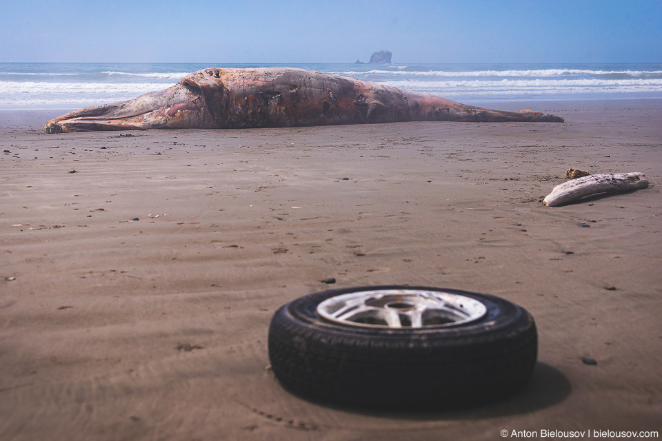 Beached Whale at Ruby Beach, Olympic NP