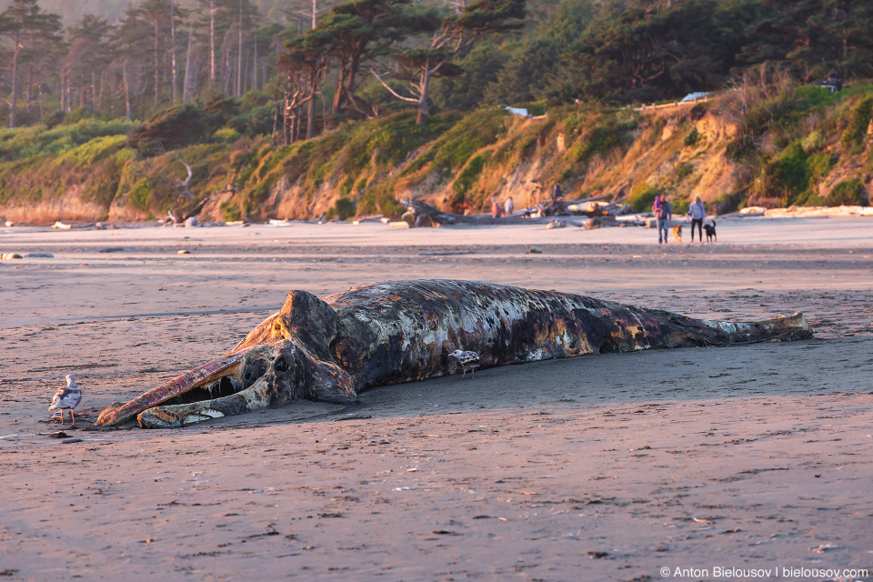 Beached Whale at Kalaloch Beach, Olympic NP