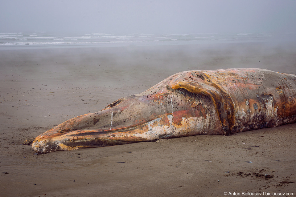 Beached Whale at Ruby Beach, Olympic NP