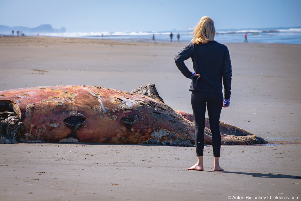 Beached Whale at Kalaloch Beach, Olympic NP