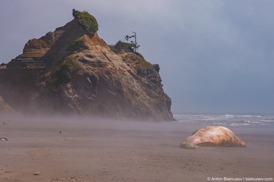 Beached Whale at Ruby Beach, Olympic NP