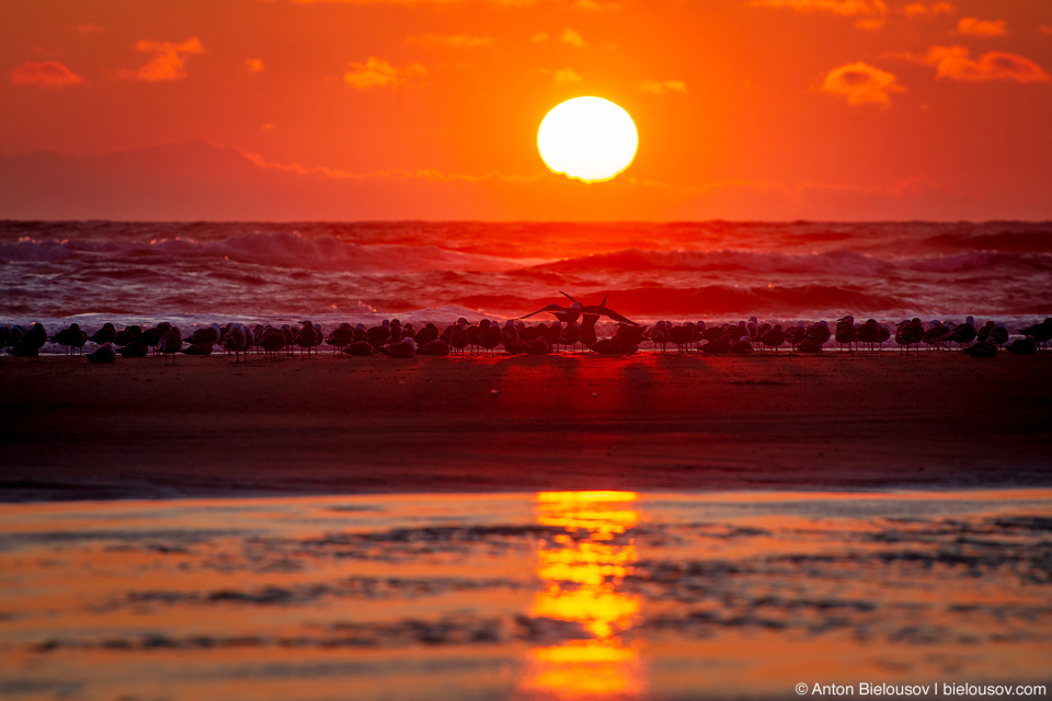 Sunset at Kalaloch Beach, Olympic NP