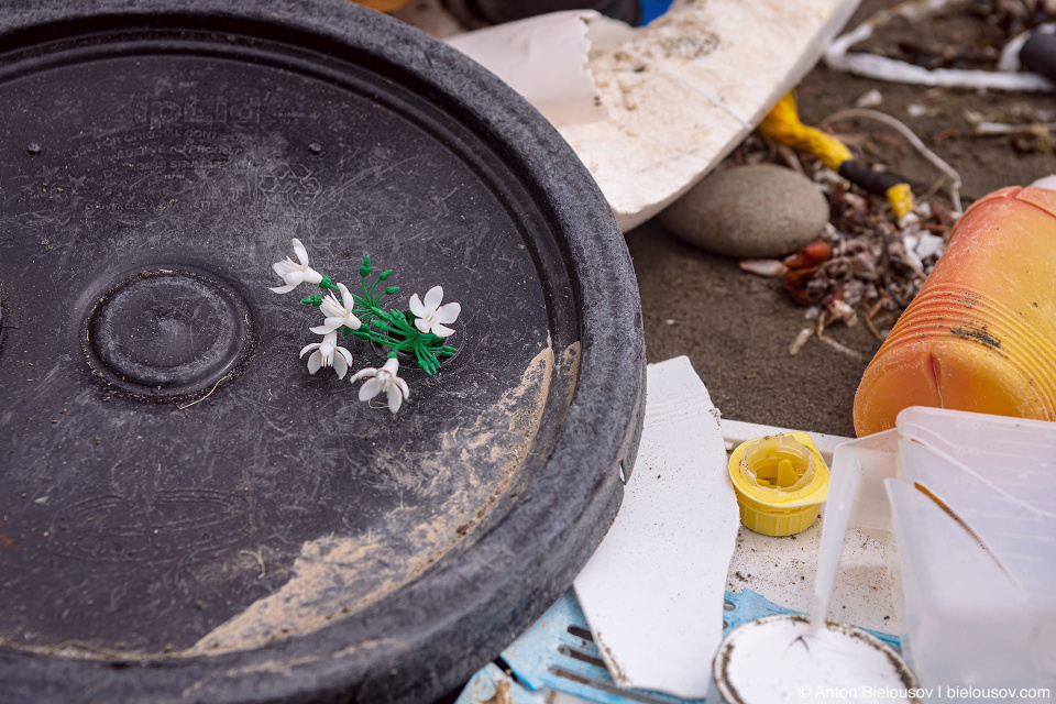 Picking garbage at the Ruby beach, Olympic National Park, WA