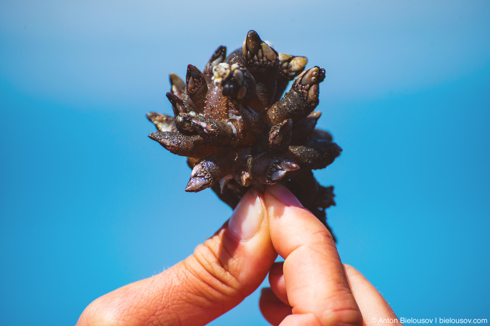 Goose Barnacles