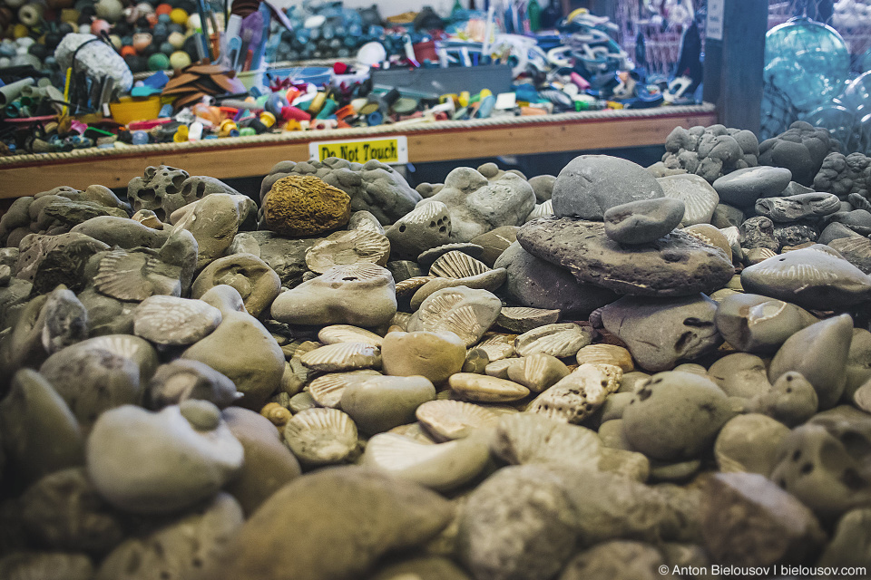 Fossils in John's Beachcombing Museum, Forks, WA