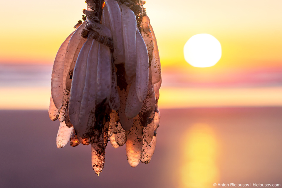 Squid eggs — Kalaloch Beach, Olympic National Park, WA