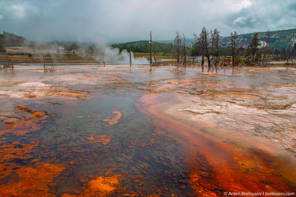 Biscuit Basin hot stream algae — Yellowstone, NP