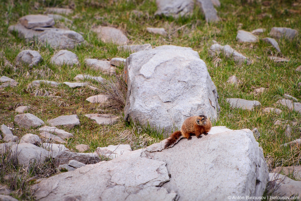 Yellow-bellied marmot — Yellowstone, NP