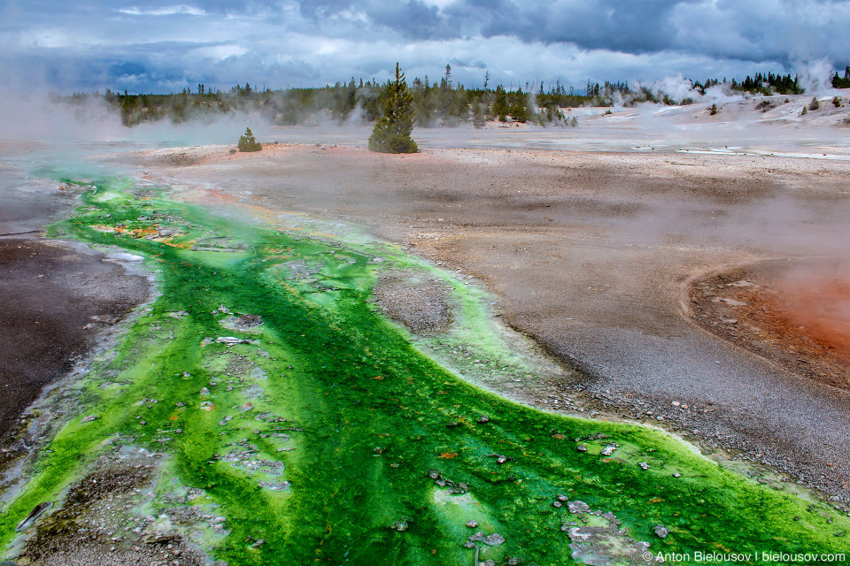 Norris Geyser Basin — Yellowstone NP