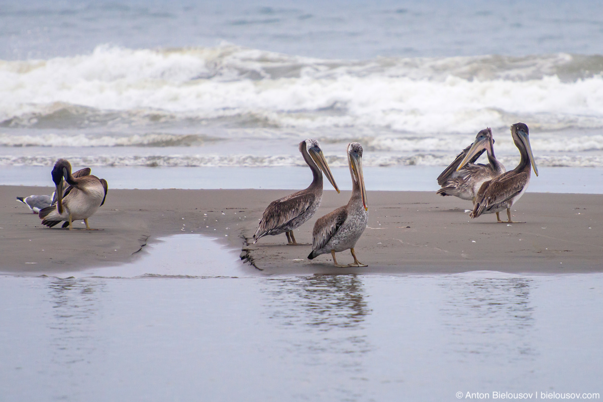 Brown pelicans — Long Beach, WA