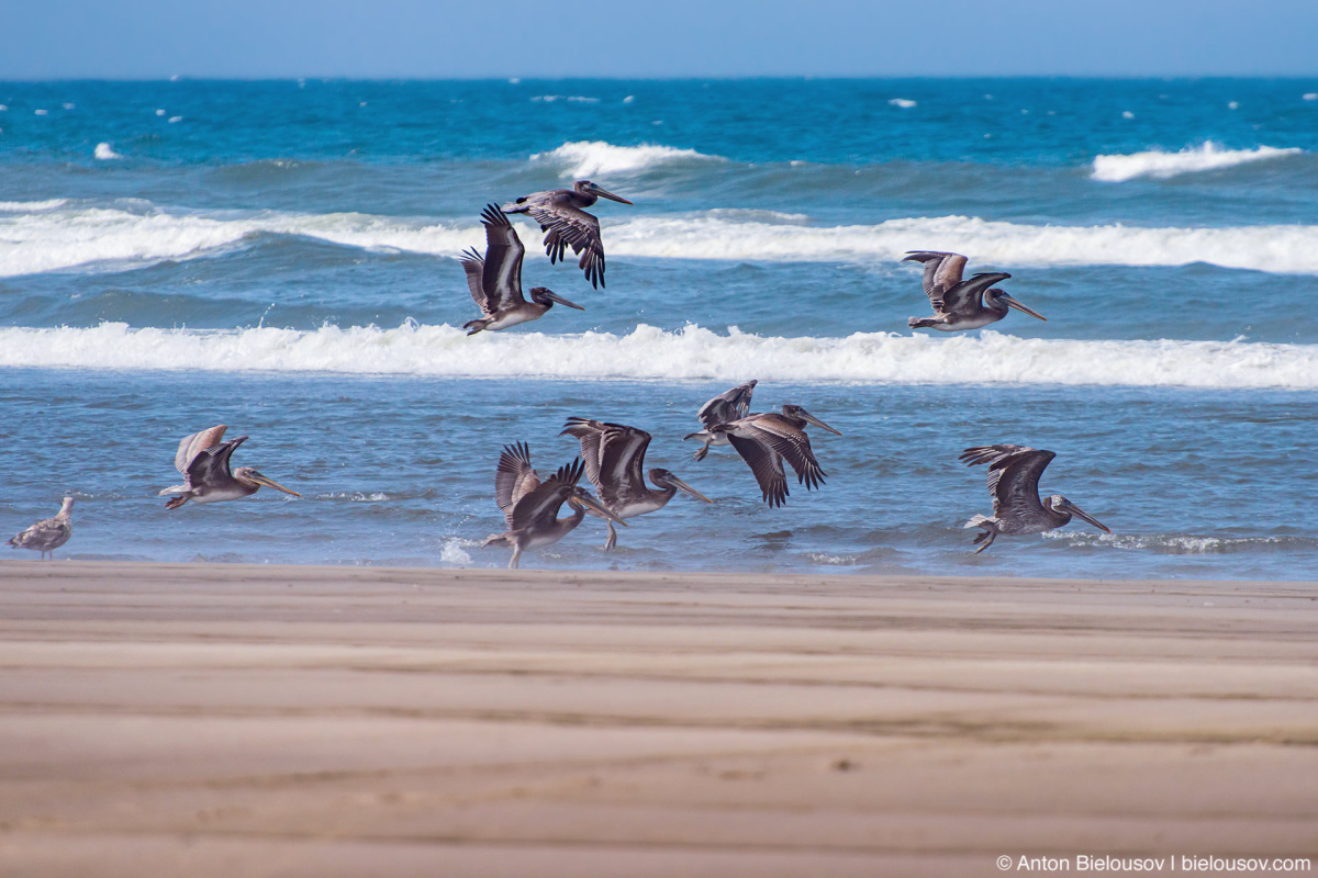 Brown pelicans — Long Beach, WA