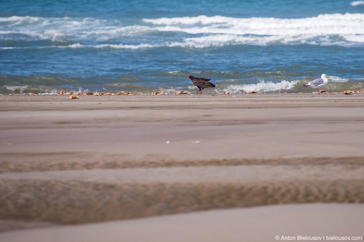 Turkey vulture — Long Beach, WA