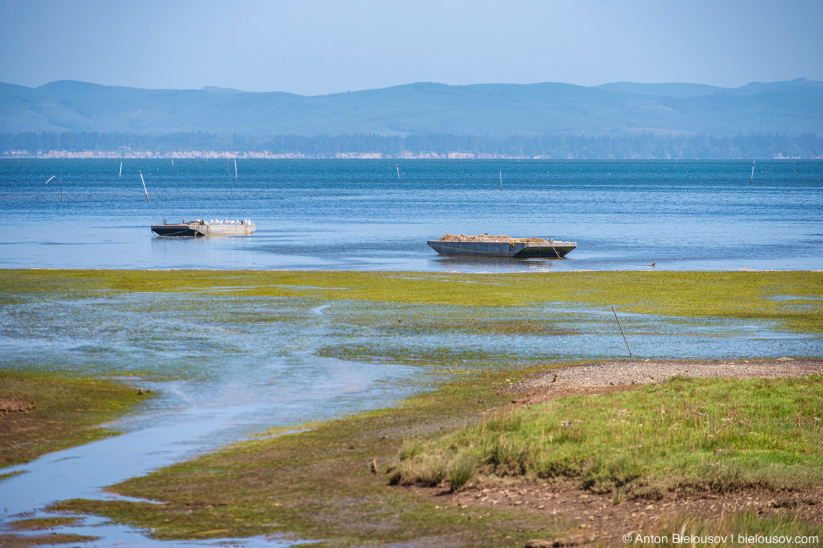 Willapa Bay oyster farm — Oysterville, Long Beach, WA