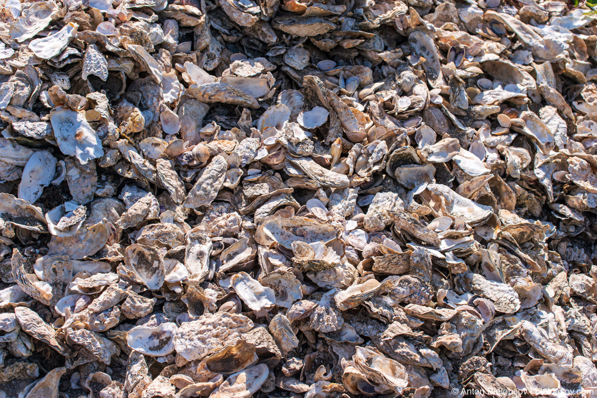 Oyster shells — Oysterville, WA