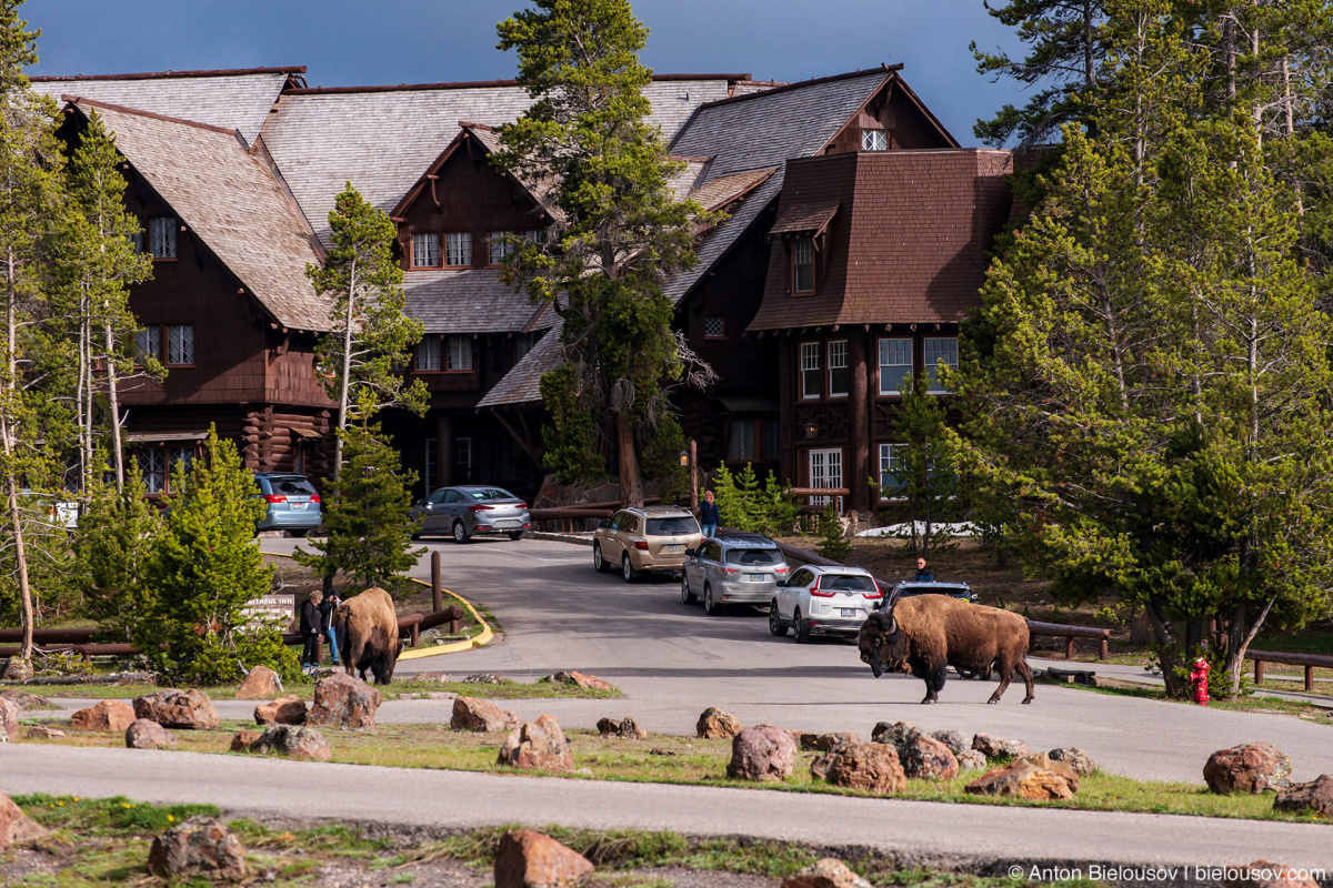 Bison at Old Faithful Parking Lot — Yellowstone, NP