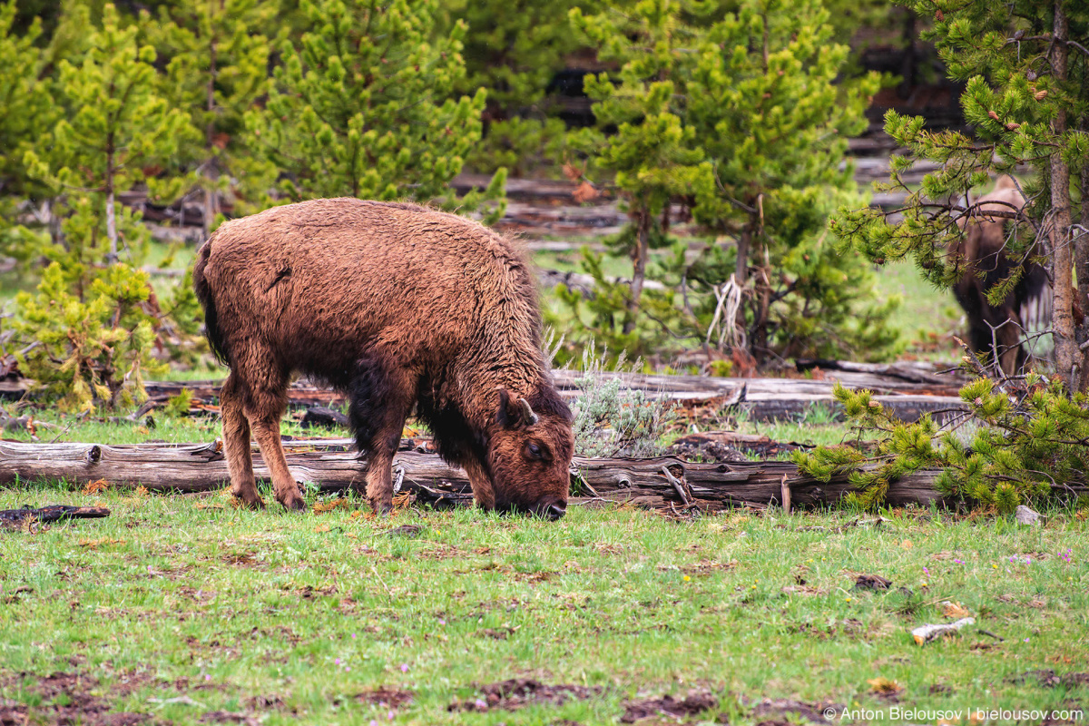 Bison calf — Yellowstone, NP